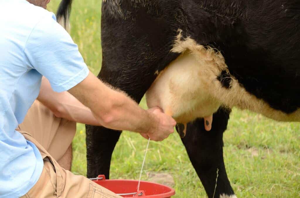 Nằm mơ thấy bò đánh con gì khi vắt sữa